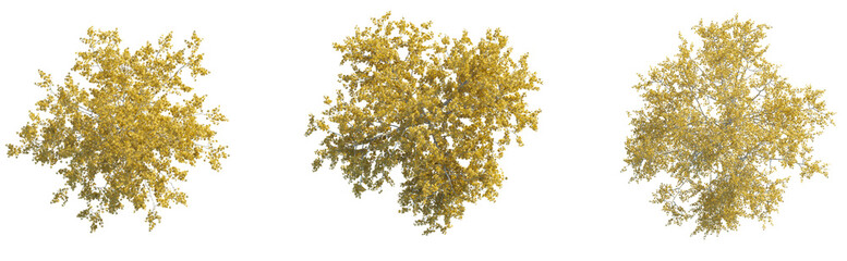  American Sycamore Autumn tree plan top view 4k png cutout