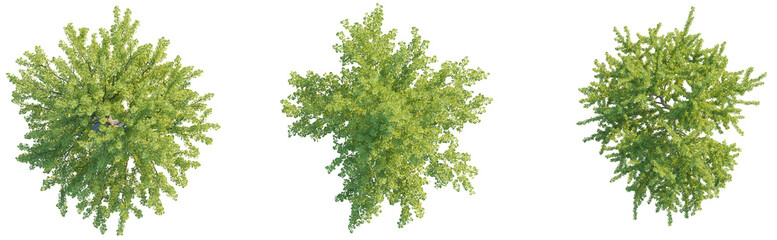 Ginkgo Biloba tree plan top view 4k png cutout © DH Tree Stock