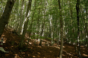 Obraz premium A red and white fire hydrant surrounded by nature in a peaceful wooded setting