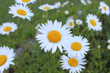 Fototapeta premium Serene Meadow Bunch of Daisies Blossoming Amidst Green Grasses, Chamomile Dreams. Wildflowers and Blossoms Blooming in a Picturesque Pastoral Landscape of Greenery and Botanical Wonders.