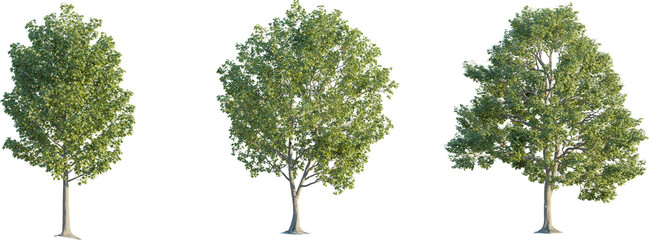 Acer tree 4k png cutout
