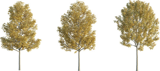 Fraxinus tree autumn 4k png cutout transparent background