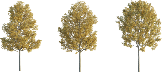 Fraxinus tree autumn 4k png cutout transparent background