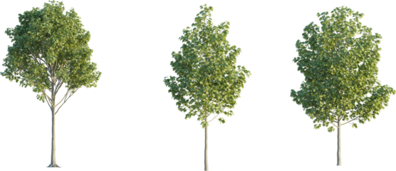 Crown tree young 4k png cutout