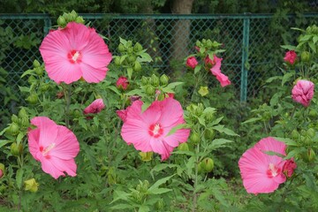 花壇で咲いているアメリカフヨウ