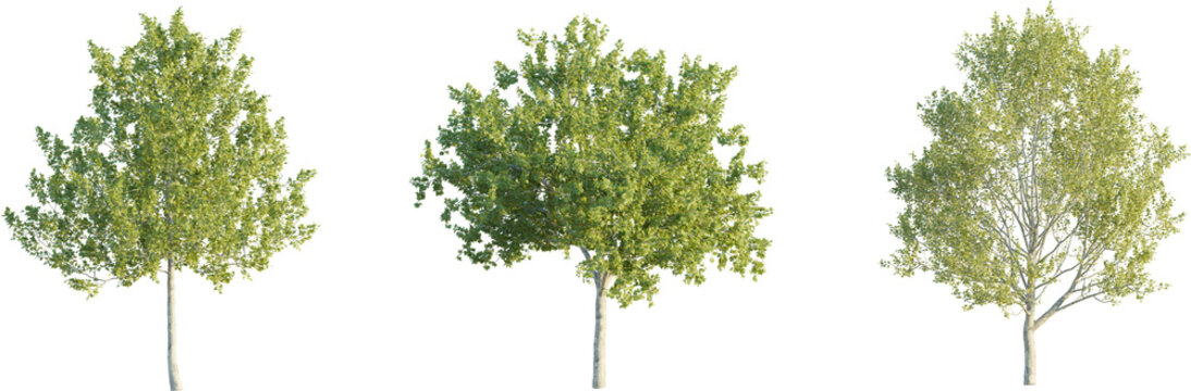 American Sycamore tree 4k png cutout