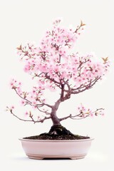An elegant bonsai pot containing a Cherry Blossom bonsai tree
