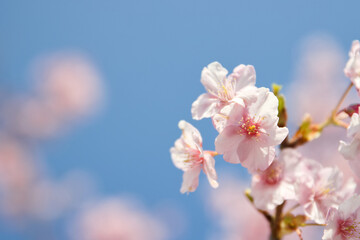 満開の河津桜