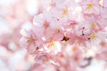 春の訪れを告げる満開の河津桜