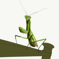 Green Praying Mantis