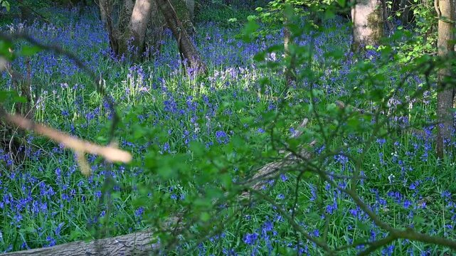 Bluebell woods in spring, as the purple blue flowers carpet the forrest floor for a few days, in Kent, south east England