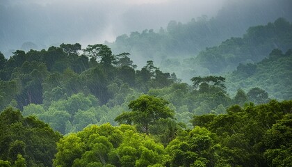 비내리는 숲속 풍경