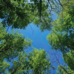 Forest with a diverse range of plant species thriving under a clear blue sky, symbolizing environmental conservation