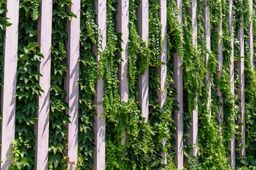 Vertical garden on a green wall. Environmentally friendly urban space