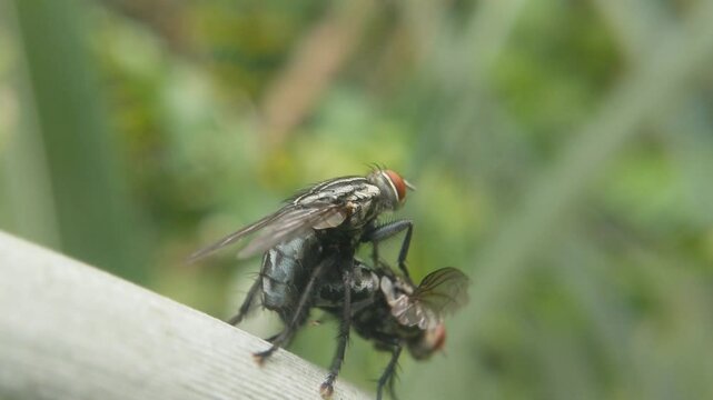 Black flies mating on leaves