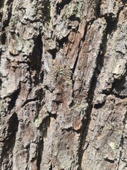 wood background picture, close up of tree bark