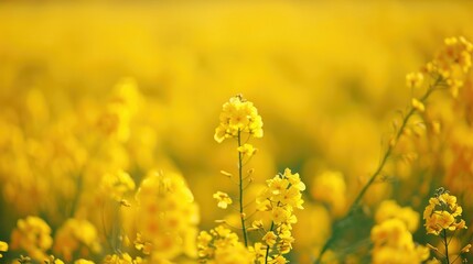 Fields of golden canola in bloom, illustrating crop diversity and agricultural landscapes.