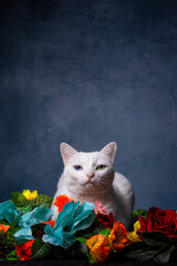 Gatos & Flores