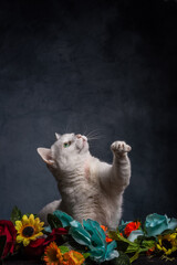 Gatos & Flores