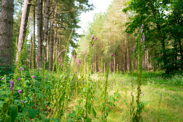 Wild foxglove plants seen growing in abundance on an English pine forest located in East Anglia. Seen in a clearing of the dense forest.
