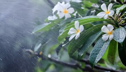 비에 젖은 꽃 식물 풀