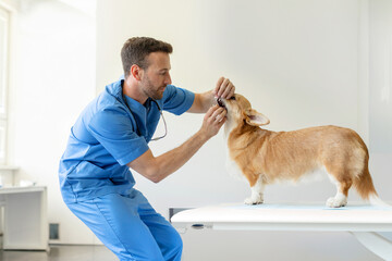 Male veterinarian doctor checking the teeth of Pembroke Welsh Corgi dog during checkup in vet...