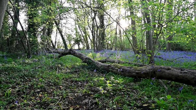 Bluebell woods in spring, as the purple blue flowers carpet the forrest floor for a few days, in Kent, south east England
