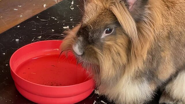 Ein Zwergkaninchen trinkt aus einer Schale.