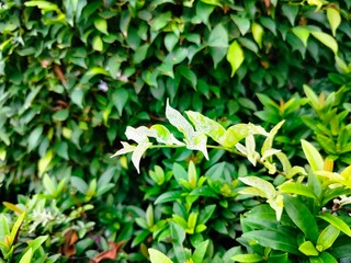 green leaves background