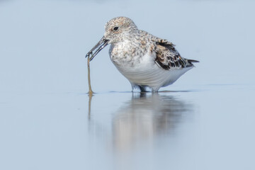 Sanderling