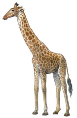 Fototapeta premium Giraffe, hand made pencil and watercolor illustration