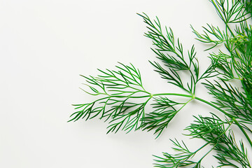 Fototapeta premium Dill on a white background