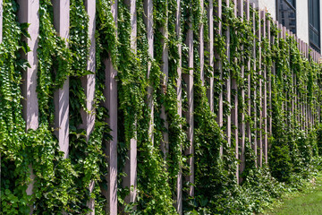Vertical garden on a green wall. Environmentally friendly urban space