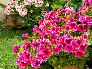 Bright Pink Geranium Flowers Blooming in a Lush Garden