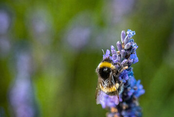 Close-up of a bumblebee pollinating a purple lavender flower