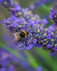 Close-up of a bumblebee pollinating a purple lavender flower