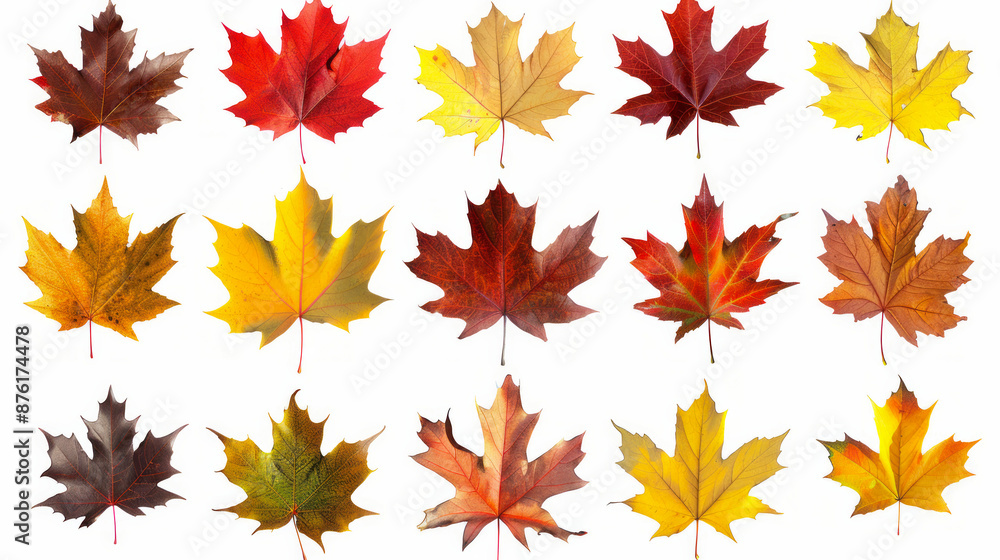 Wall mural collection of vibrant autumn maple leaves in various colors and patterns isolated on white backgroun