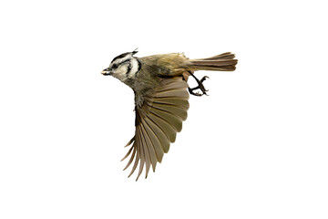 Bridled Titmouse (Baeolophus wollweberi) High Resolution Photo, in Flight, on a Transparent Isolated PNG Background