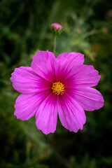Fototapeta premium Fioletowy kwiat