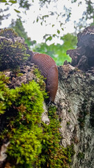 a closeup shot of a snail on a tree trunk