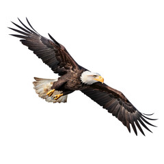 Naklejka premium Bald Eagle Flying Isolated on transparent Background with ultra layer