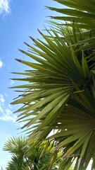 Toddy palm tree ,Sugar palm Leaf texture.Asian palmyra palm tree green leaf texture. The sun shines brightly on the green leaves of the  tree.Palm trees with blue skies