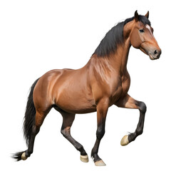 Naklejka premium Rearing Horse Isolated on transparent Background