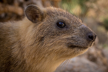 The closeup portrait of a desert rodent, a rock hyrax, living in the bushes of a Ein Gedi park oasis, in Israel.
