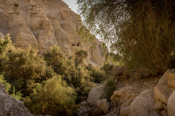 The dry rocky valley with the desert trees and big boulders in the oasis of Ein Gedi in the Judea area of Israel, Middle East.
