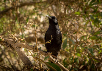 The black bird sitting on the tree in the oasis in the Middle East, Ein Gedi national park.
