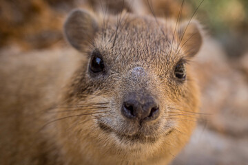 Naklejka premium The closeup portrait of a desert rodent, a rock hyrax, living in the bushes of a Ein Gedi park oasis, in Israel. 