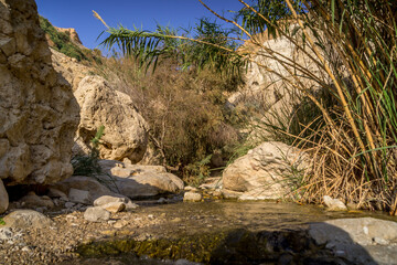 The refreshing spring between the rocks of Ein Gedi reserve in Israeli desert.
