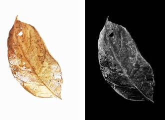 leaf on black dry leaves with vein isolated on a white background with​ alpha channel.