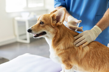 Pembroke Welsh Corgi dog receiving vaccination, sitting on table in veterinary clinic while male...
